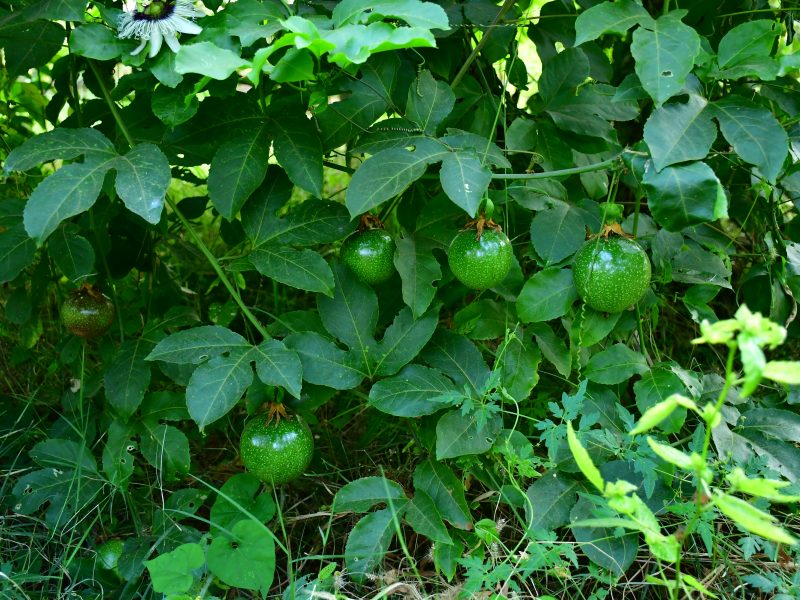 passion fruit