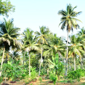 coconut farm