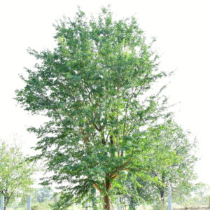 elephant tree 2